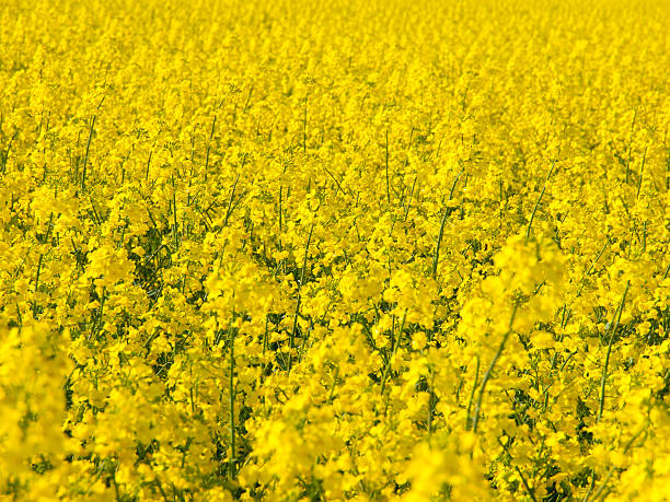 amarillo canola field de la violación de la planta - fossil fuel biology oilseed rape agriculture fotografías e imágenes de stock