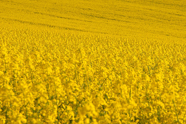 amarillo canola field de la violación de la planta - fossil fuel biology oilseed rape agriculture fotografías e imágenes de stock