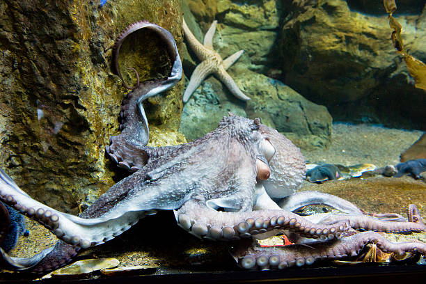 istock giant octopus arm - Enteroctopus dofleini 474769056