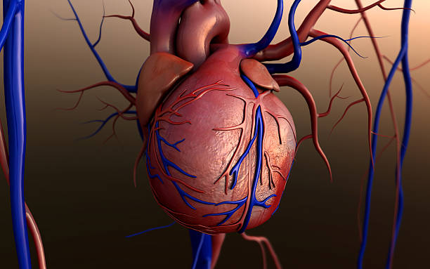 Heart model Human heart model, Full clipping path included, Human heart for medical study, Human Heart Anatomy arterioles photos stock pictures, royalty-free photos & images