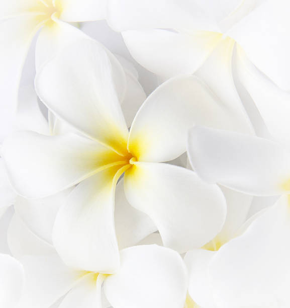 istock White Plumeria Tropical Frangipani Flowers 474775596