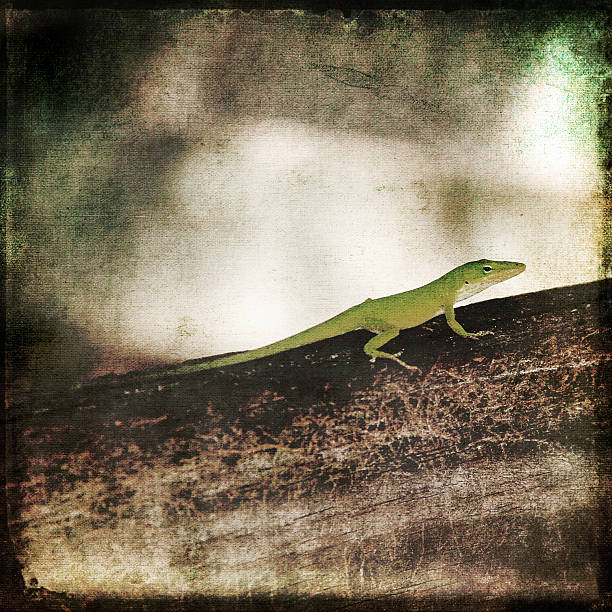 istock Gecko Green Cameleon Lizard on Brown Wood Branch 474775682