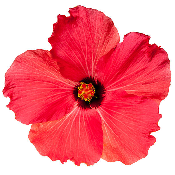 istock Red Pink Tropical Hibiscus Flower 474775684