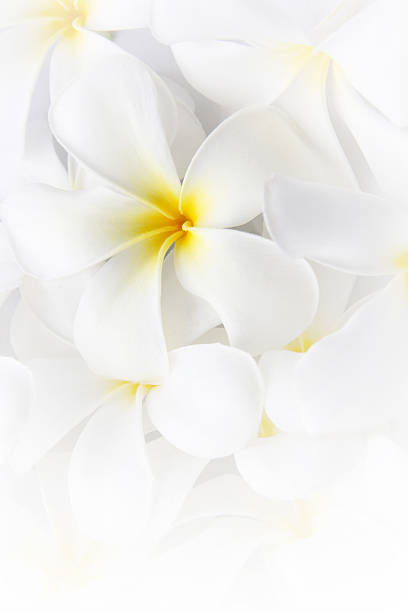 istock White Plumeria Tropical Frangipani Flowers 474777990