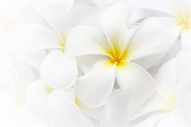 istock White Plumeria Tropical Frangipani Flowers 474777992