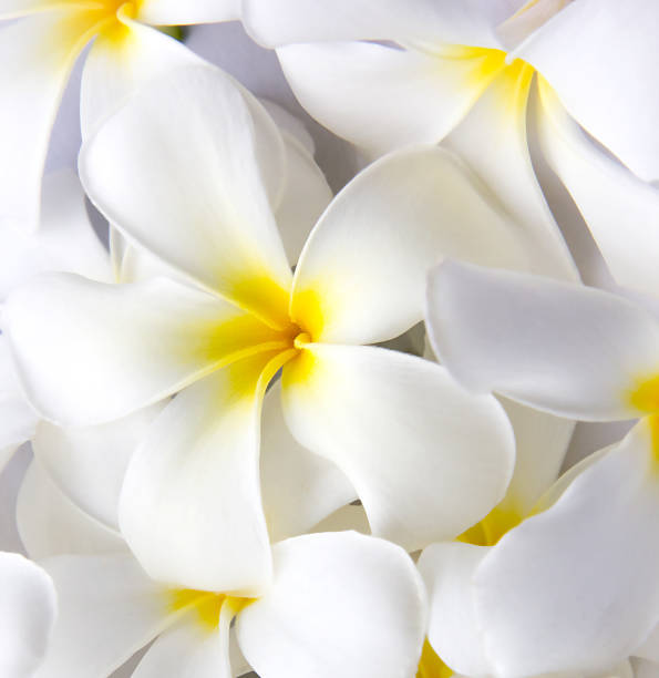 istock White Plumeria Tropical Frangipani Flowers 474777994