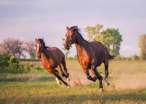 horse Two horses are running on the field two beautiful horses running stock pictures, royalty-free photos & images