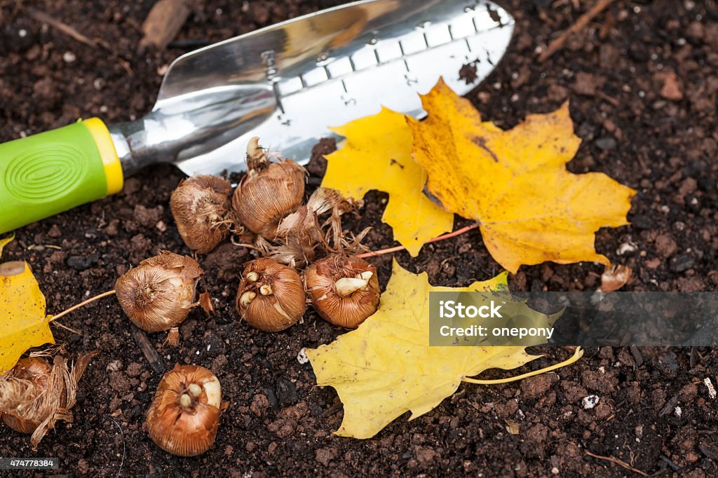 Planting Crocus Crocus bulbs ready to plant in the fall garden. Autumn Stock Photo