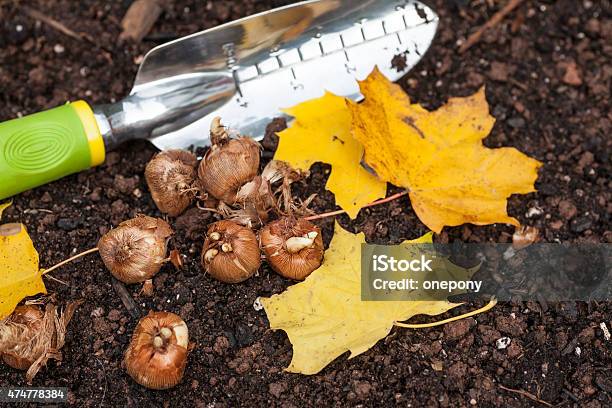 Planting Crocus Stock Photo - Download Image Now - Autumn, Plant Bulb, Planting