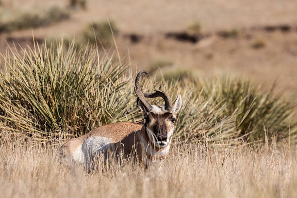 istock Weird Pronghorn Antelope Buck 474778748