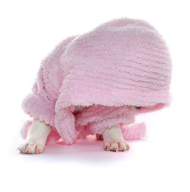 istock Puppy in a pink bathrobe 474778844