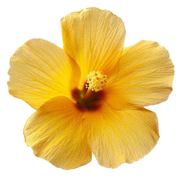 istock Yellow Hibiscus Flower on White Background 474781660