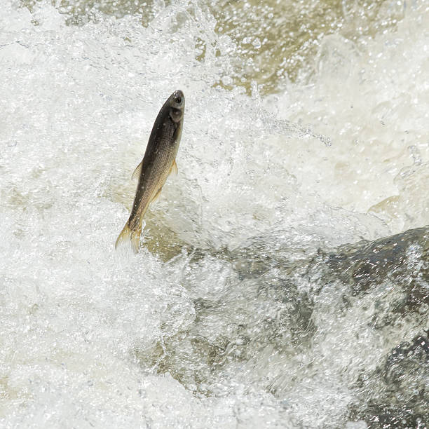 istock Unique Fish: Pearl Mullet of the lake Van 474781784