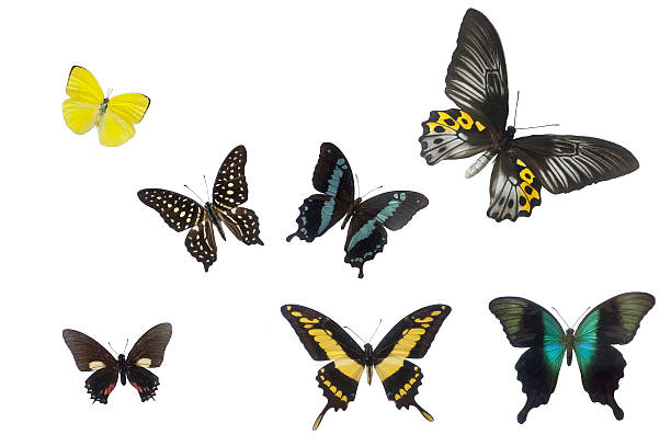 istock isolated butterflies - Stock Image 474782367