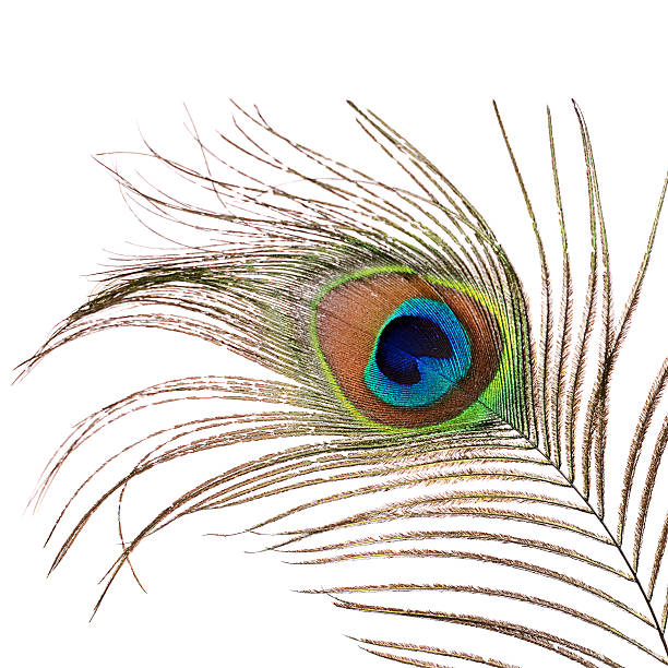 istock Beautiful feather of a peacock isolated on white 474783952