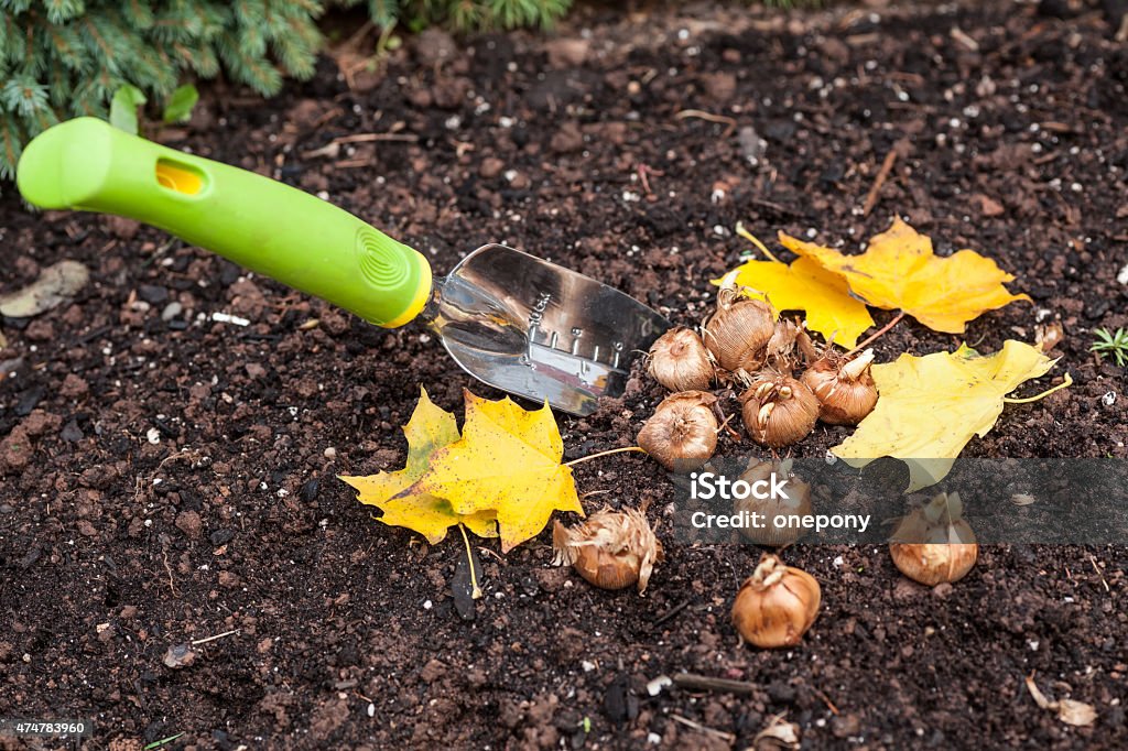 Planter Crocus - Photo de Planter libre de droits