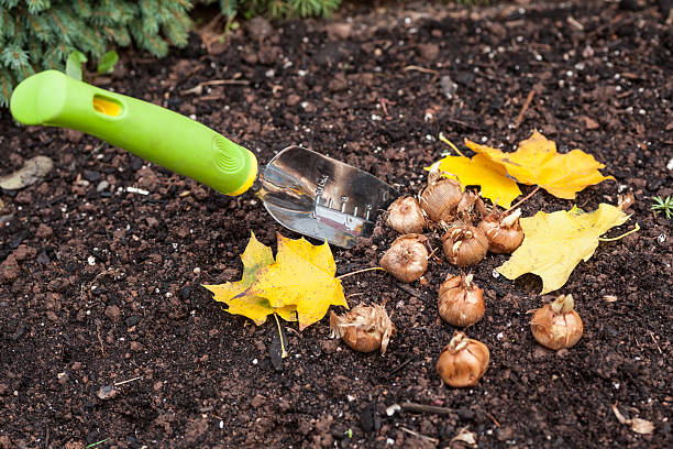 piantare croco - bulbous plant foto e immagini stock