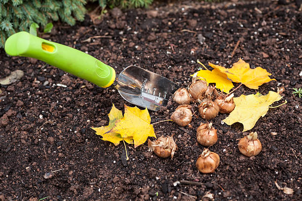 Planting Crocus Crocus bulbs ready to plant in the fall garden. plant bulb stock pictures, royalty-free photos & images