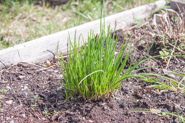 istock Chives allium schoenoprasum 474784012