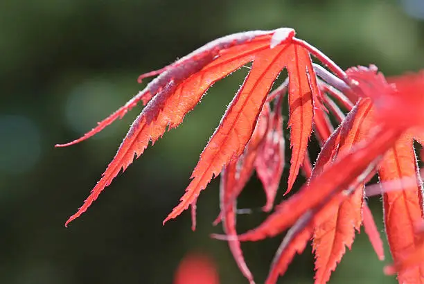 close up young red leaves of Acer palmatum Inaba-shidare