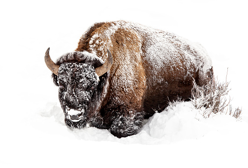 View of a Buffalo in deep snow in Yellowstone National Park.