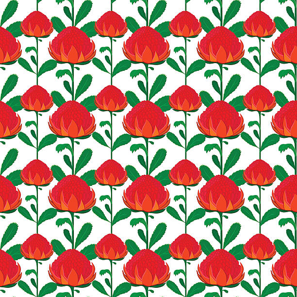 Seamless background with wartah flowers Vector seamless background of red waratah flower with green leaves. Unique and elegant background seamless pattern for website, digital scrapbooking, wallpapers, textile, upholstery and wrapping paper. telopea stock illustrations