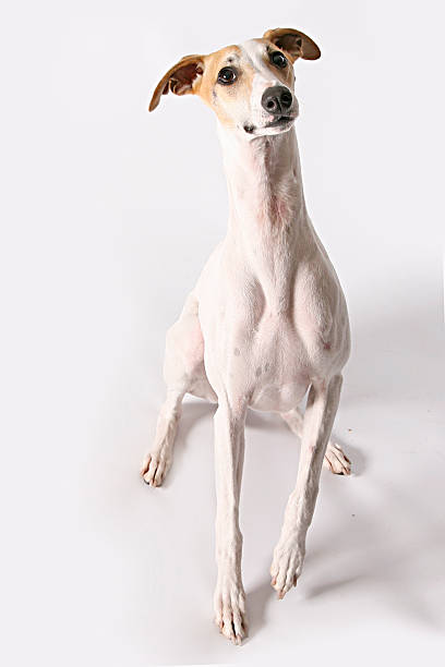 istock Italian Grehound or Whippet dog on white background 474791002