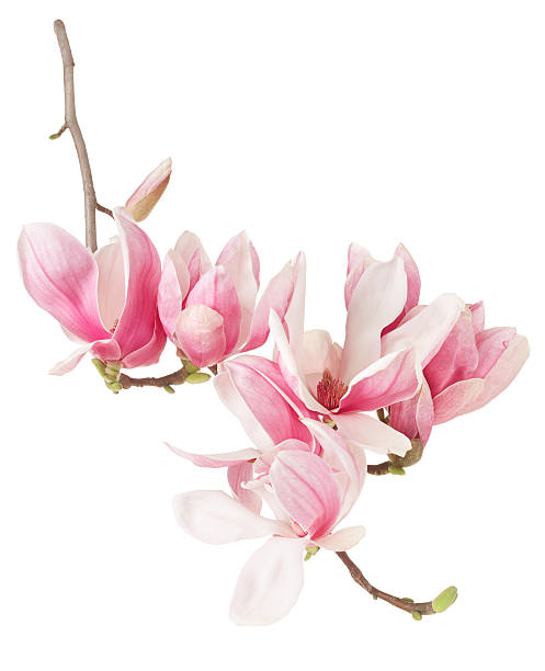 istock Magnolia, spring pink flower branch and buds 474794592