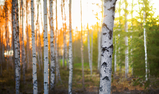 Birch tree in forest at spring sunset with green and orange background