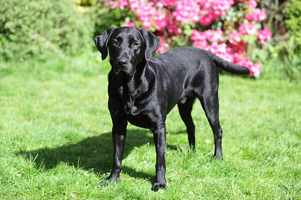 istock Black labrador standing in the garden 474795174