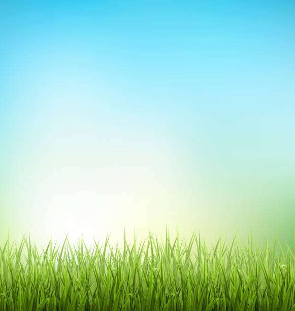 istock Green grass lawn with sunrise on sky. Floral nature spring 474795302