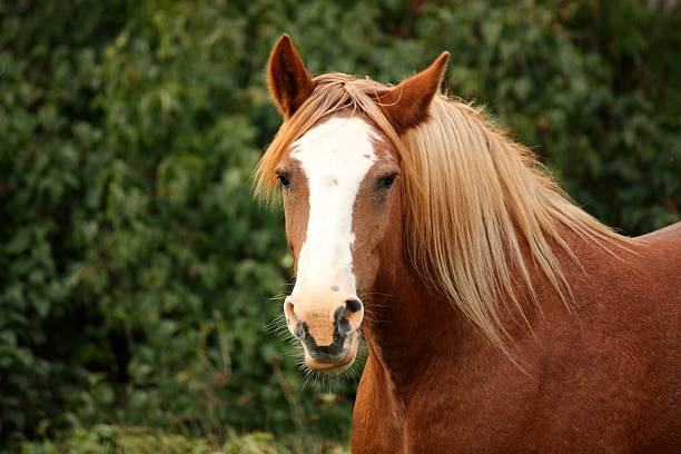 istock Palomino percheron portrait in autumn 474795722