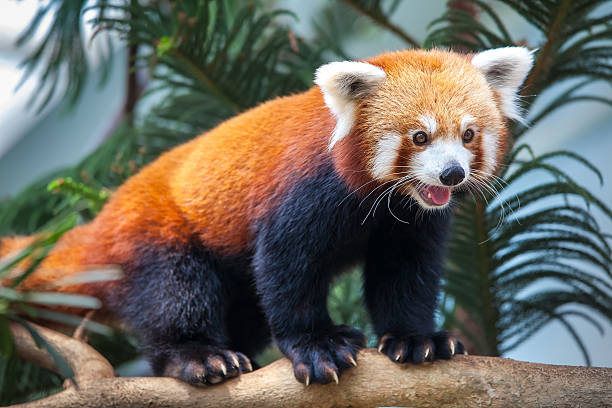 petit panda - panda outdoors horizontal chengdu photos et images de collection
