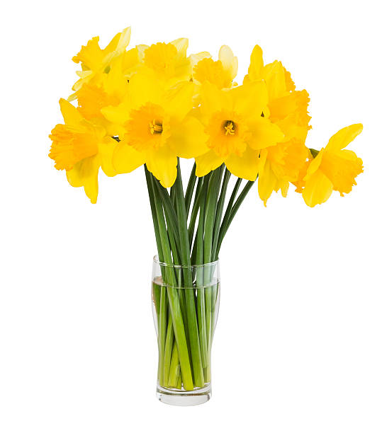 istock Bouquet of fresh spring narcissus isolated over white 474796206