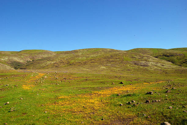 istock Green field, yellow flowers - Coyote Ridge 109 474798992