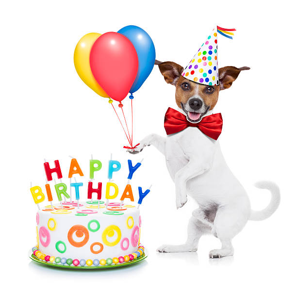 istock happy birthday dog 474799010
