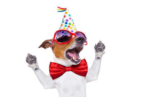 jack russell dog  as a surprise, singing birthday song  , wearing  red tie and party hat  , isolated on white background