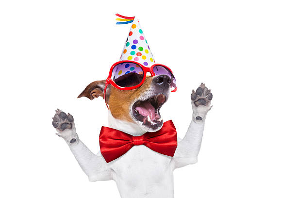happy birthday dog singing jack russell dog  as a surprise, singing birthday song  , wearing  red tie and party hat  , isolated on white background clown photos stock pictures, royalty-free photos & images