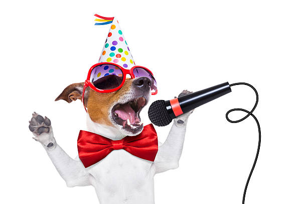 happy birthday dog singing jack russell dog  as a surprise, singing birthday song like karaoke with microphone wearing  red tie and party hat  , isolated on white background barking animal photos stock pictures, royalty-free photos & images