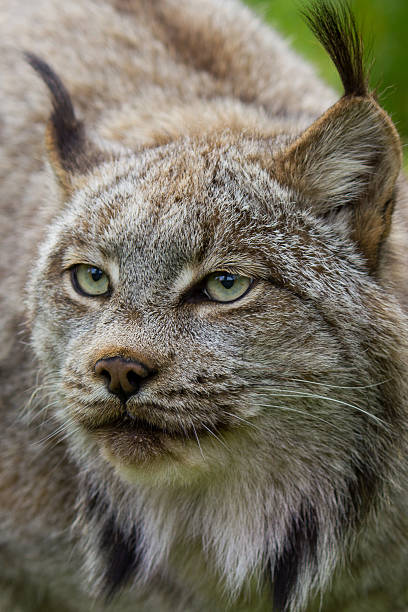 istock Canadian Lynx close-up 474799188