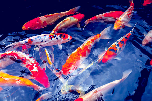 istock Koi Carp Fishes 474799376
