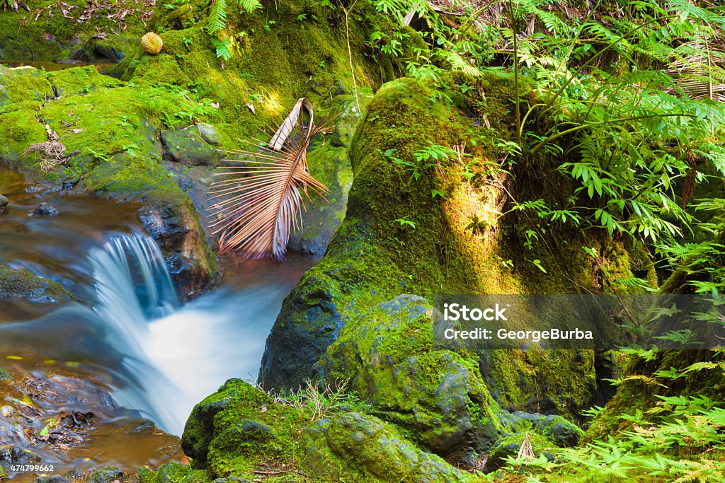 Stream in the rainforest Stream through a tropical rainforest 2015 Stock Photo