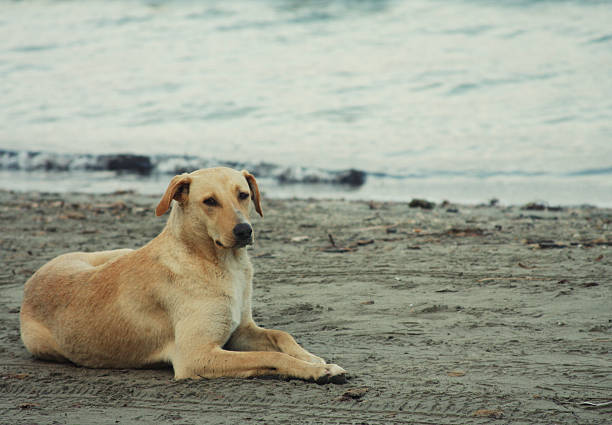 istock dog on the beach 474800226