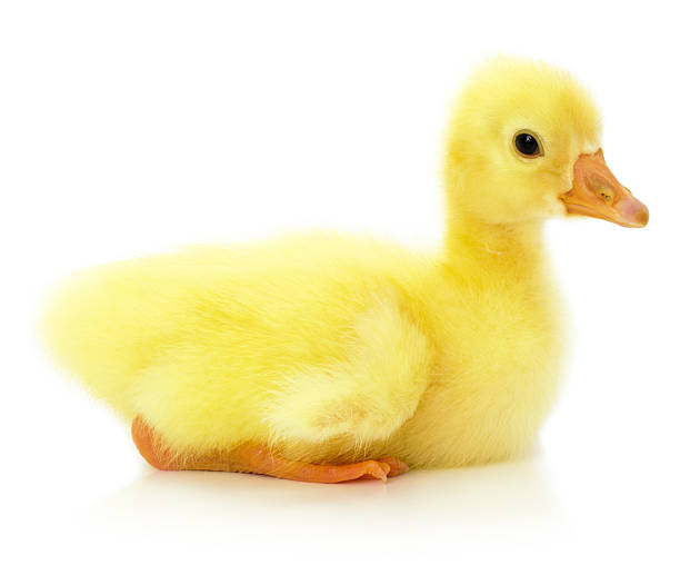 istock little ducking isolated on a white background 474800590