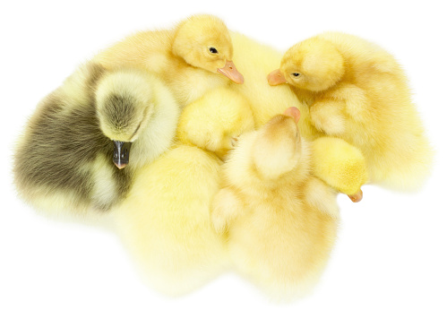 little duckings isolated on a white background.