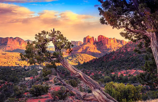 Scenic image of Cathedral Rock in Sedona, Arizona in the evening light with an old tree in the foreground