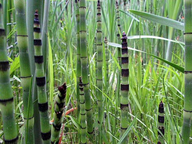 Equisetum hyemale sprouts Bunch of Equisetum hyemale sprouts, also known as a rough horsetail, scouring rush, scouringrush horsetail or zen plant horsetail bamboo stock pictures, royalty-free photos & images