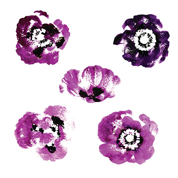 ilustrações, clipart, desenhos animados e ícones de coleção de aquarela flores papoula - poppy single flower red white background