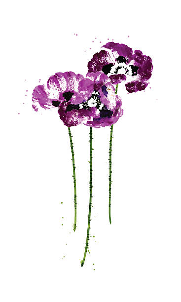 ilustrações, clipart, desenhos animados e ícones de coleção de aquarela flores papoula - poppy single flower red white background