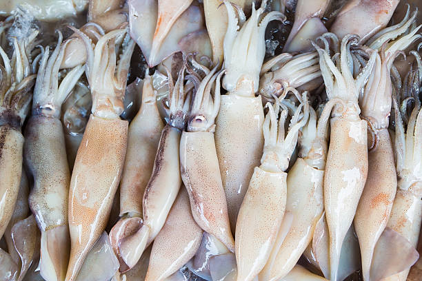 Fresh Squid pile up on ice.Top view